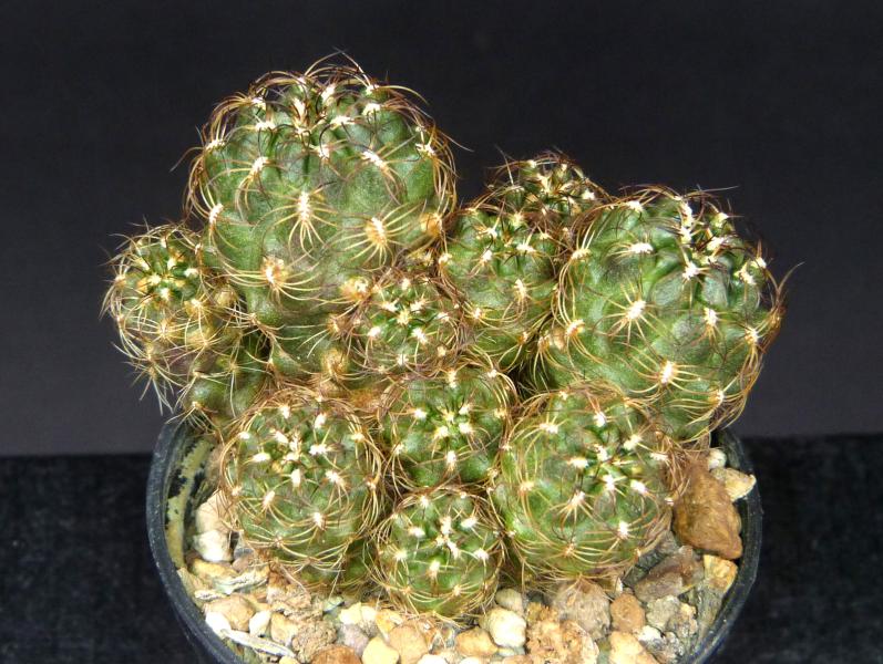 Sulcorebutia tarijensis var. samaensis HTH104